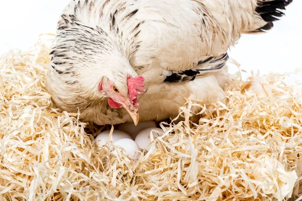 Close-up view of white hen sitting on nest with eggs isolated on white — Stock Photo