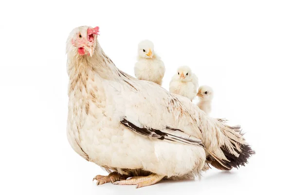 Simpatici pollastrelle seduti su gallina isolato su bianco — Foto stock