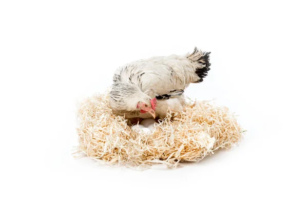 Poule assise sur le nid avec des œufs isolés sur blanc — Photo de stock