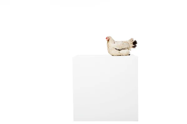 Chicken on blank white cube isolated on white — Stock Photo