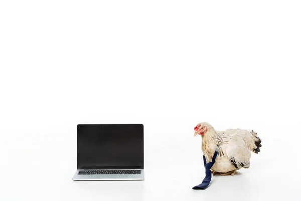 Poulet près de l'ordinateur portable avec écran blanc isolé sur blanc — Photo de stock