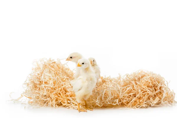 Tre piccoli polli su nido isolato su bianco — Foto stock