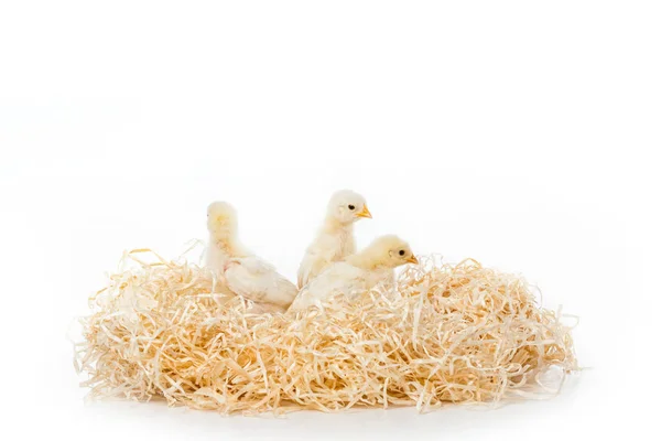 Three adorable little chicks on nest isolated on white — Stock Photo