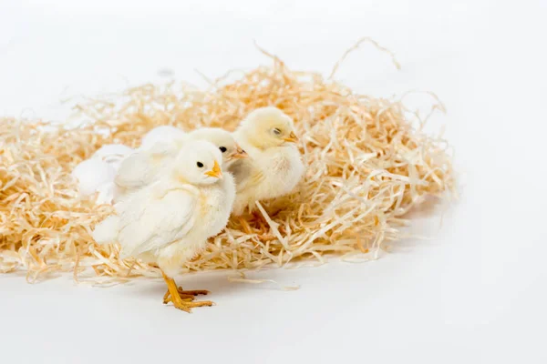 Adorable little chickens on nest isolated on white — Stock Photo