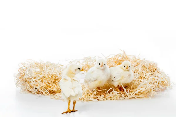 Three adorable little chickens on nest isolated on white — Stock Photo
