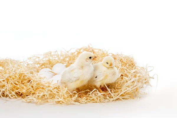 Entzückende kleine Küken auf dem Nest mit Eiern isoliert auf weiß — Stockfoto