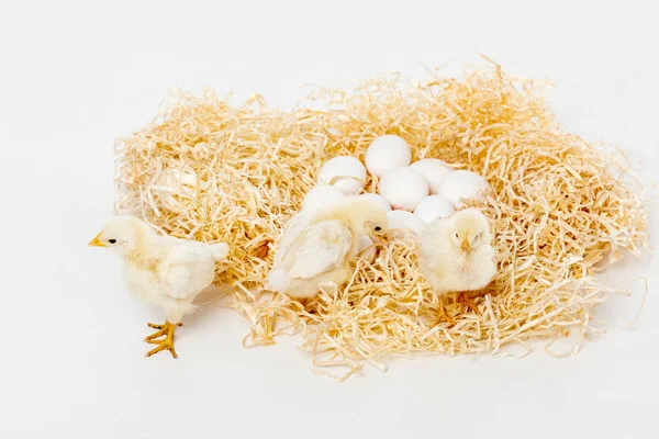 Cute little chickens on nest with eggs isolated on white — Stock Photo