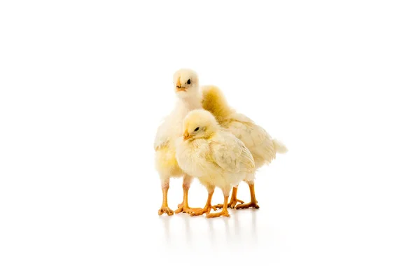 Three adorable little chickens isolated on white — Stock Photo