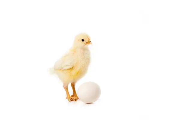 Adorable little chick with egg isolated on white — Stock Photo