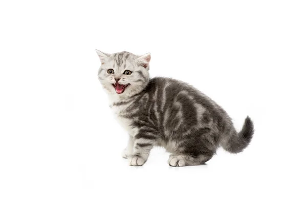 Adorable grey fluffy kitten meowing isolated on white — Stock Photo