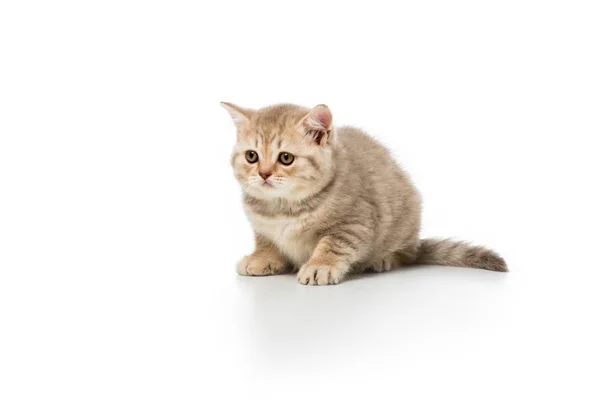 Lindo gatito esponjoso acostado y mirando hacia otro lado aislado en blanco - foto de stock