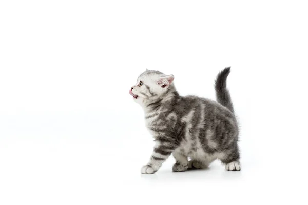Lindo gatito con lengua hacia fuera mirando lejos aislado en blanco - foto de stock