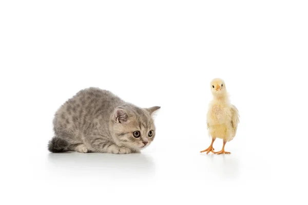 Graues, pelziges Kätzchen sieht kleine Küken isoliert auf weißem Grund an — Stockfoto