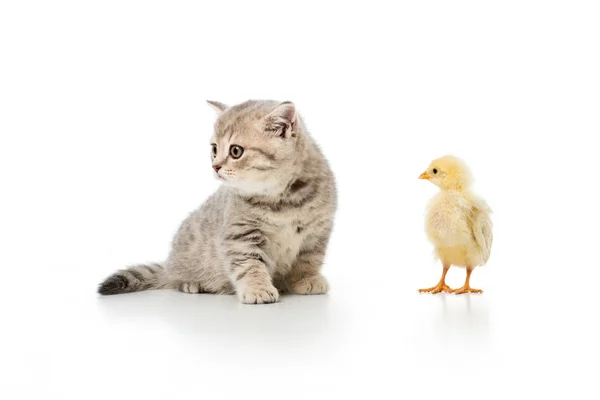 Adorable little chick and cute furry kitten isolated on white — Stock Photo