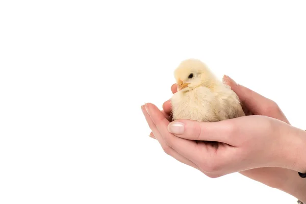 Abgeschnittene Aufnahme einer Person, die niedliches kleines Huhn in den Händen hält, isoliert auf weißem Grund — Stockfoto