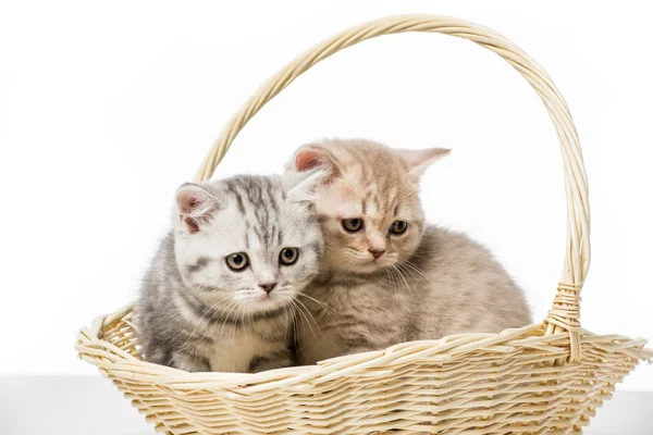Adoráveis gatinhos fofos sentados em cesta de vime isolado em branco — Fotografia de Stock