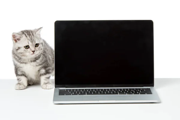 Gatinho bonito olhando para laptop com tela em branco na parte superior da mesa — Fotografia de Stock