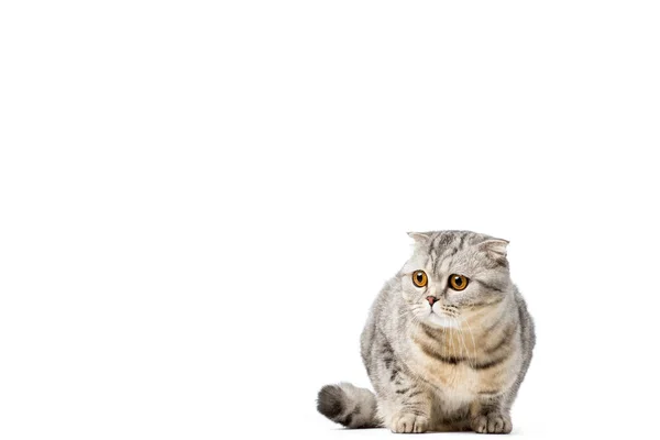 Adorable scottish fold cat looking away isolated on white — Stock Photo