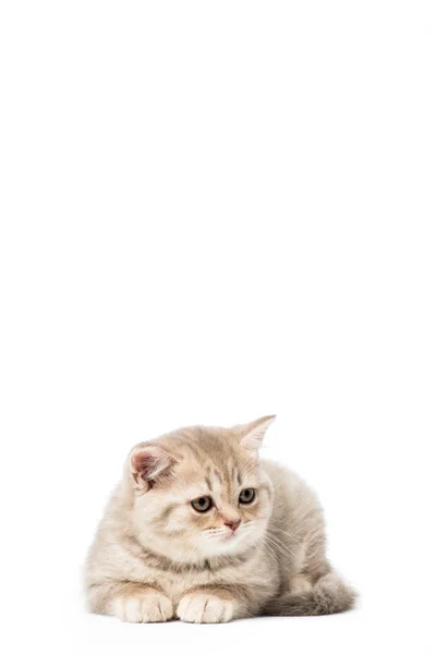 Beautiful little grey cat lying isolated on white — Stock Photo