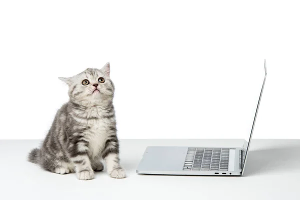 Милый маленький британский короткошерстный кот сидит рядом с ноутбуком на столе — стоковое фото