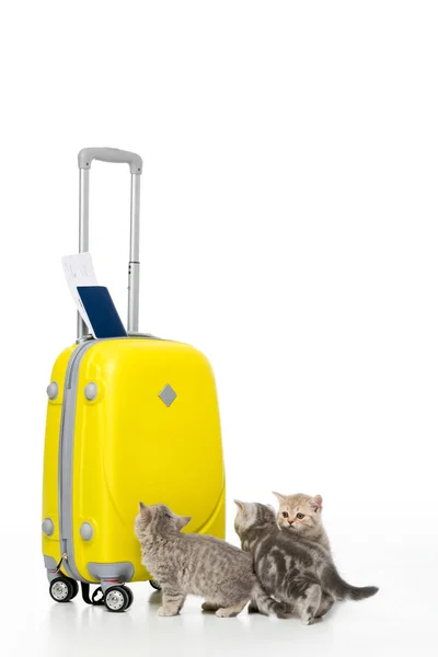 Tres gatitos adorables cerca de maleta amarilla con pasaporte y billete aislado en blanco - foto de stock