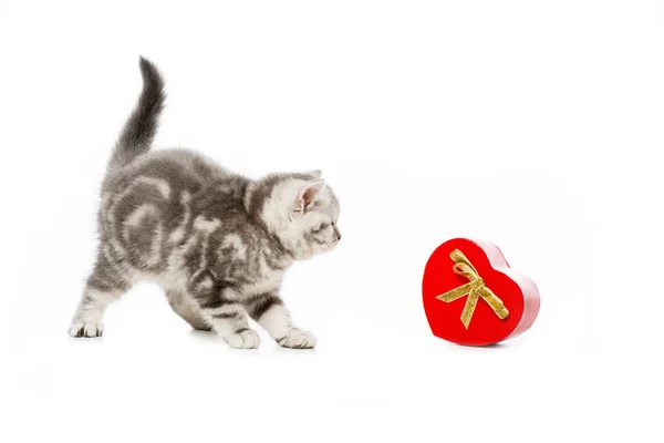 Mignon petit chaton avec cadeau en forme de coeur isolé sur blanc — Photo de stock