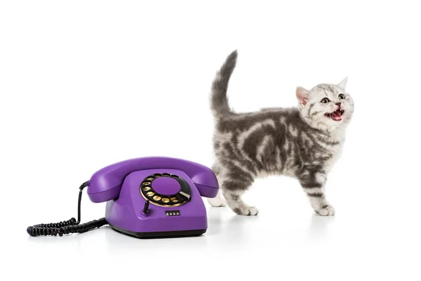 Carino piccolo gattino con viola telefono rotante isolato su bianco — Foto stock