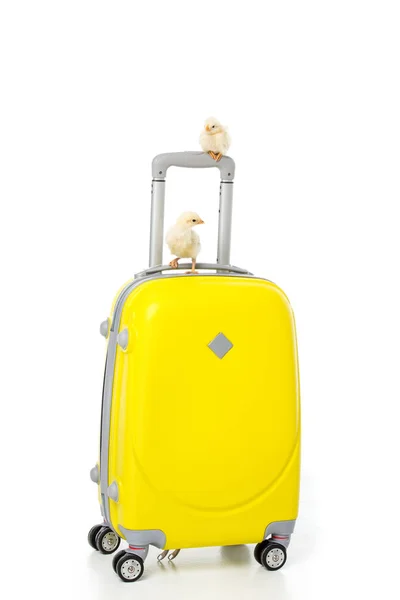 Mignonnes petites poules sur valise jaune isolé sur blanc — Photo de stock