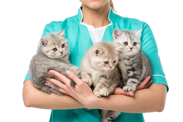 Veterinarian — Stock Photo