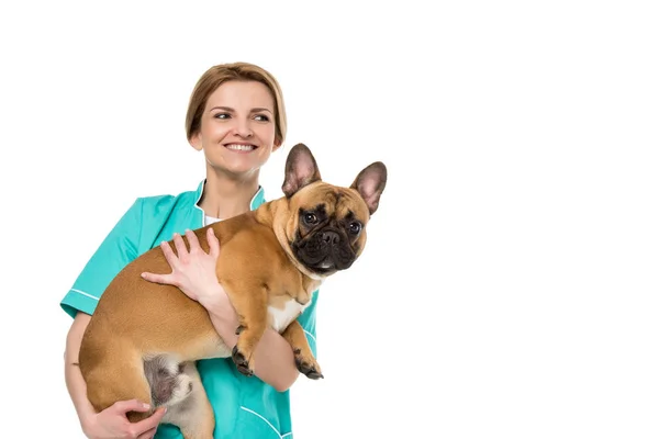 Sonriente joven veterinario sosteniendo bulldog francés y mirando hacia otro lado aislado en blanco - foto de stock