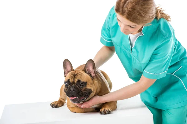 Tierarzt in Uniform untersucht französische Bulldogge isoliert auf weißem Grund — Stockfoto