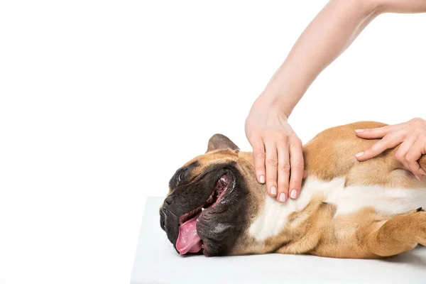 Schnappschuss von Tierarzt untersucht französische Bulldogge isoliert auf weiß — Stockfoto