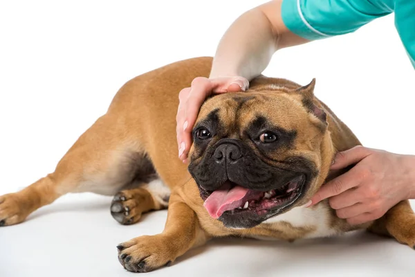 Colpo ritagliato di veterinario esaminando bulldog francese isolato su bianco — Foto stock