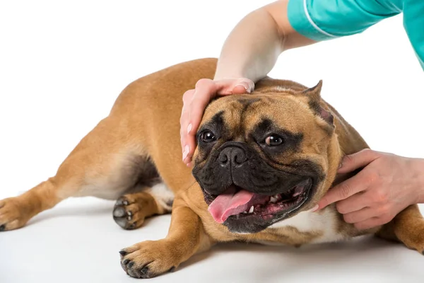 Recortado disparo de veterinario examinando bulldog francés aislado en blanco - foto de stock