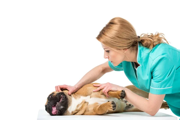 Veterinario en uniforme examinando bulldog francés aislado en blanco - foto de stock