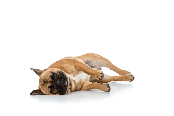 Vue rapprochée de mignon bouledogue français isolé sur blanc — Photo de stock