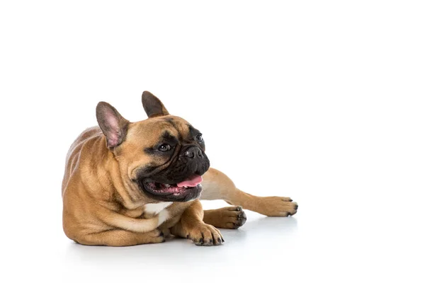 Vista de cerca de bulldog francés lindo aislado en blanco - foto de stock