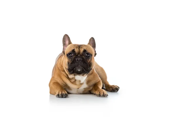 Vista da vicino di carino bulldog francese isolato su bianco — Foto stock