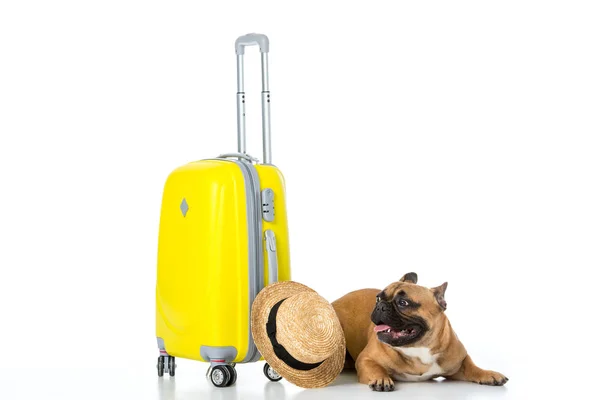 Adorable french bulldog with yellow suitcase and straw hat isolated on white — Stock Photo