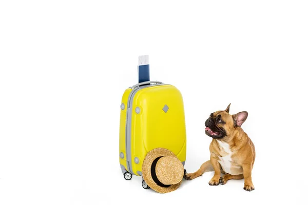 Adorabile bulldog francese con valigia gialla, cappello di paglia, biglietto e passaporto isolato su bianco — Foto stock