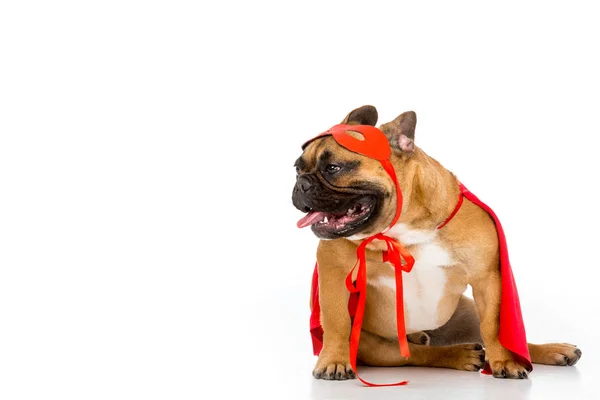 Carino bulldog francese in mantello supereroe rosso e maschera isolata su bianco — Foto stock