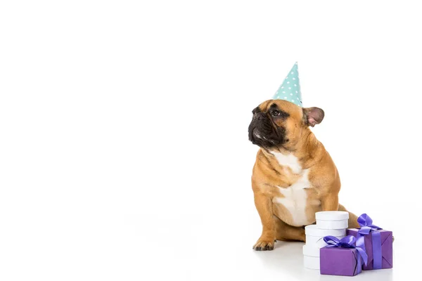 Bulldog francés en cono de fiesta sentado cerca de regalos envueltos aislados en blanco - foto de stock