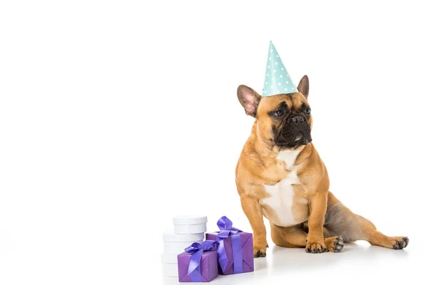 Bulldog francês em cone de festa sentado perto de presentes embrulhados isolados em branco — Fotografia de Stock