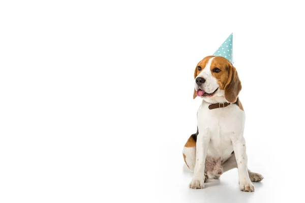 Beagle dog in party cone sticking tongue out isolated on white — Stock Photo