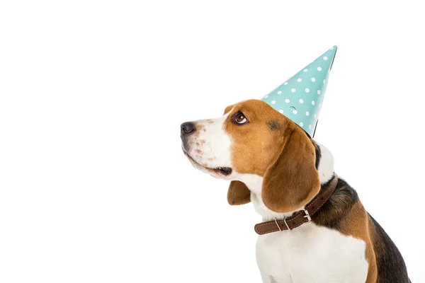 Vue latérale du chien beagle in party cône isolé sur blanc — Photo de stock