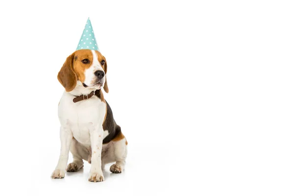 Beagle perro en cono partido aislado en blanco - foto de stock
