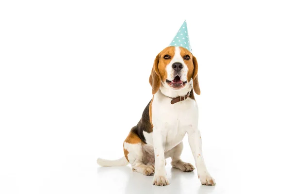 Cão beagle em cone partido isolado em branco — Fotografia de Stock