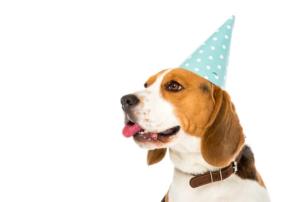 Vue latérale du chien beagle dans le cône de fête collant la langue sur isolé sur blanc — Photo de stock