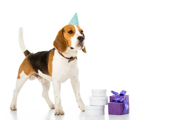 Niedlicher Beagle-Hund in Partykegel, der in der Nähe von verpackten Geschenken isoliert auf weiß steht — Stockfoto