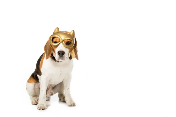 Adorable beagle dog in golden mask isolated on white — Stock Photo